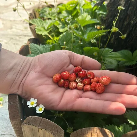 Πατρικό ολόκληρος ξενώνας entire stone guesthouse *