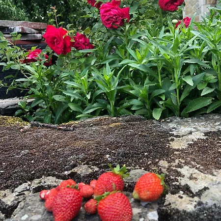 Πατρικό ολόκληρος ξενώνας entire stone guesthouse * Neraïdochóri