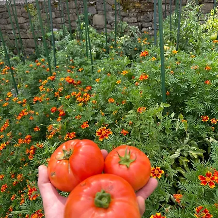 Πατρικό ολόκληρος ξενώνας entire stone guesthouse * Neraïdochóri