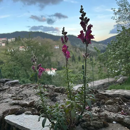 Πατρικό ολόκληρος ξενώνας entire stone guesthouse Neraïdochóri