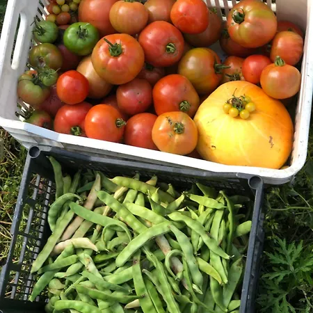 Πατρικό ολόκληρος ξενώνας entire stone guesthouse Alpehytte *