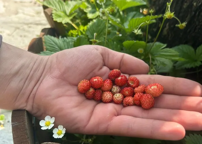 Πατρικό Ολόκληρος Ξενώνας Entire Stone Guesthouse *