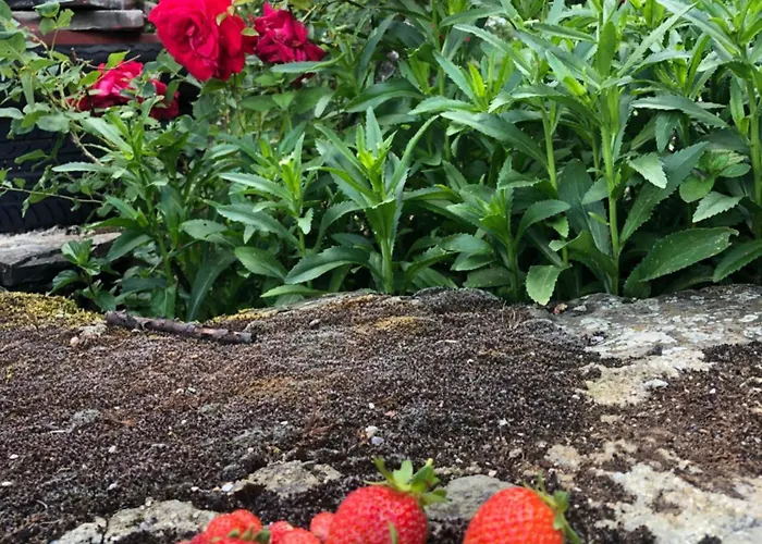 Πατρικό Ολόκληρος Ξενώνας Entire Stone Guesthouse * Neraïdochóri