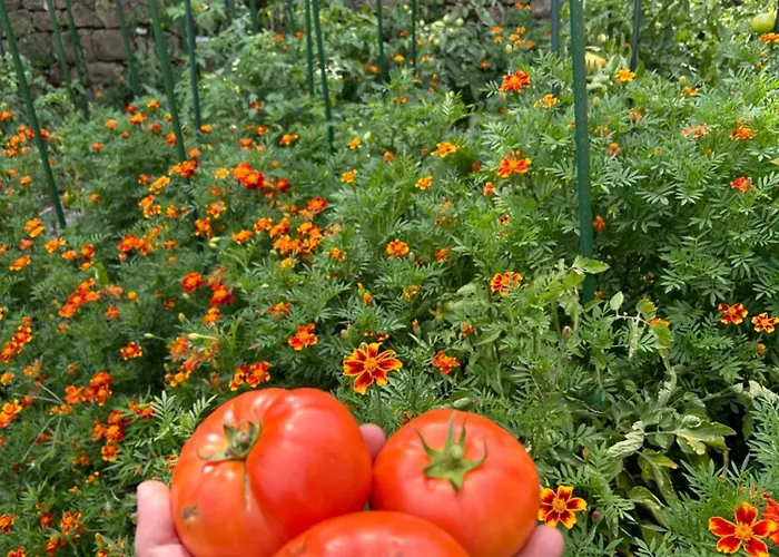 Πατρικό Ολόκληρος Ξενώνας Entire Stone Guesthouse * Neraïdochóri