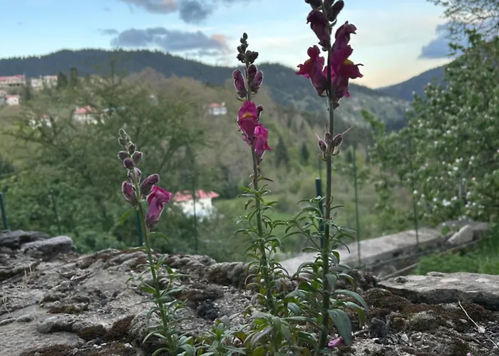 Πατρικό Ολόκληρος Ξενώνας Entire Stone Guesthouse Neraïdochóri