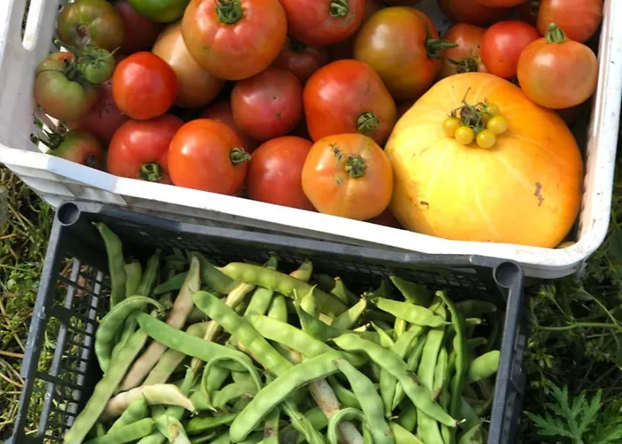 Πατρικό Ολόκληρος Ξενώνας Entire Stone Guesthouse Chalet *